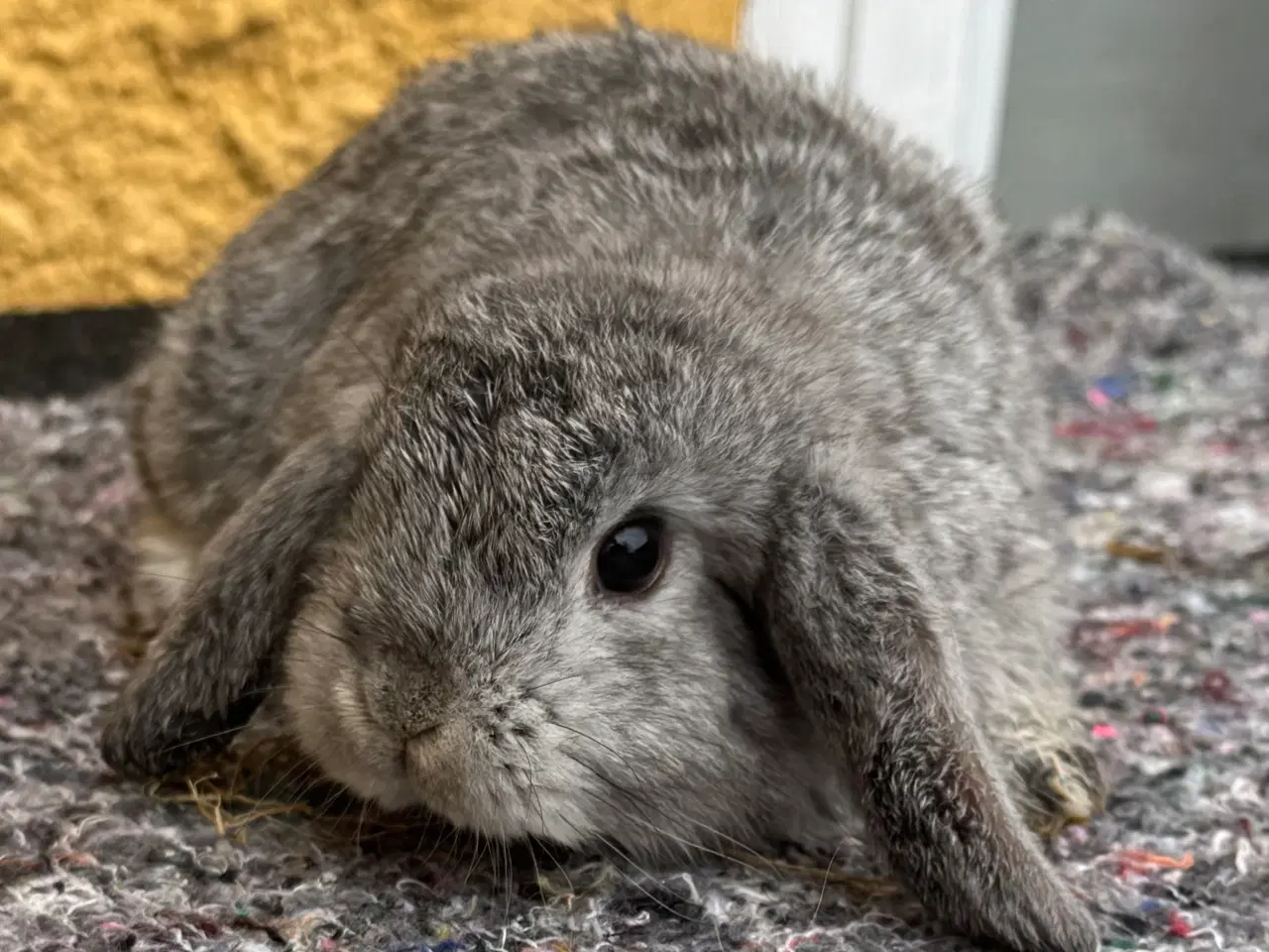 Billede 3 - Han Dværgvædder unger sælges 