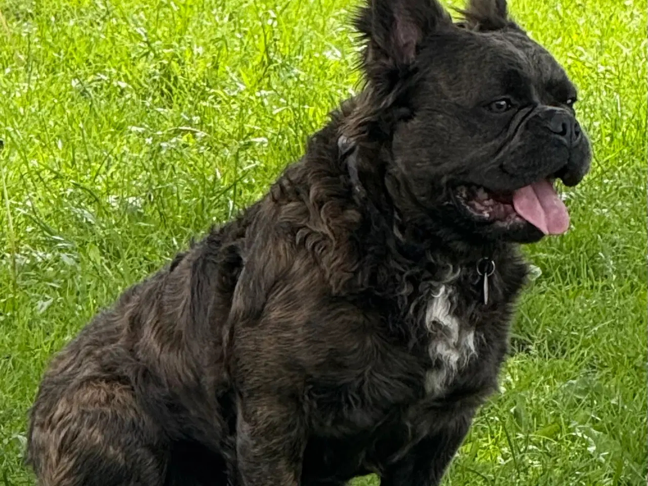 Billede 3 - Fransk bulldog fluffy med stamtavle