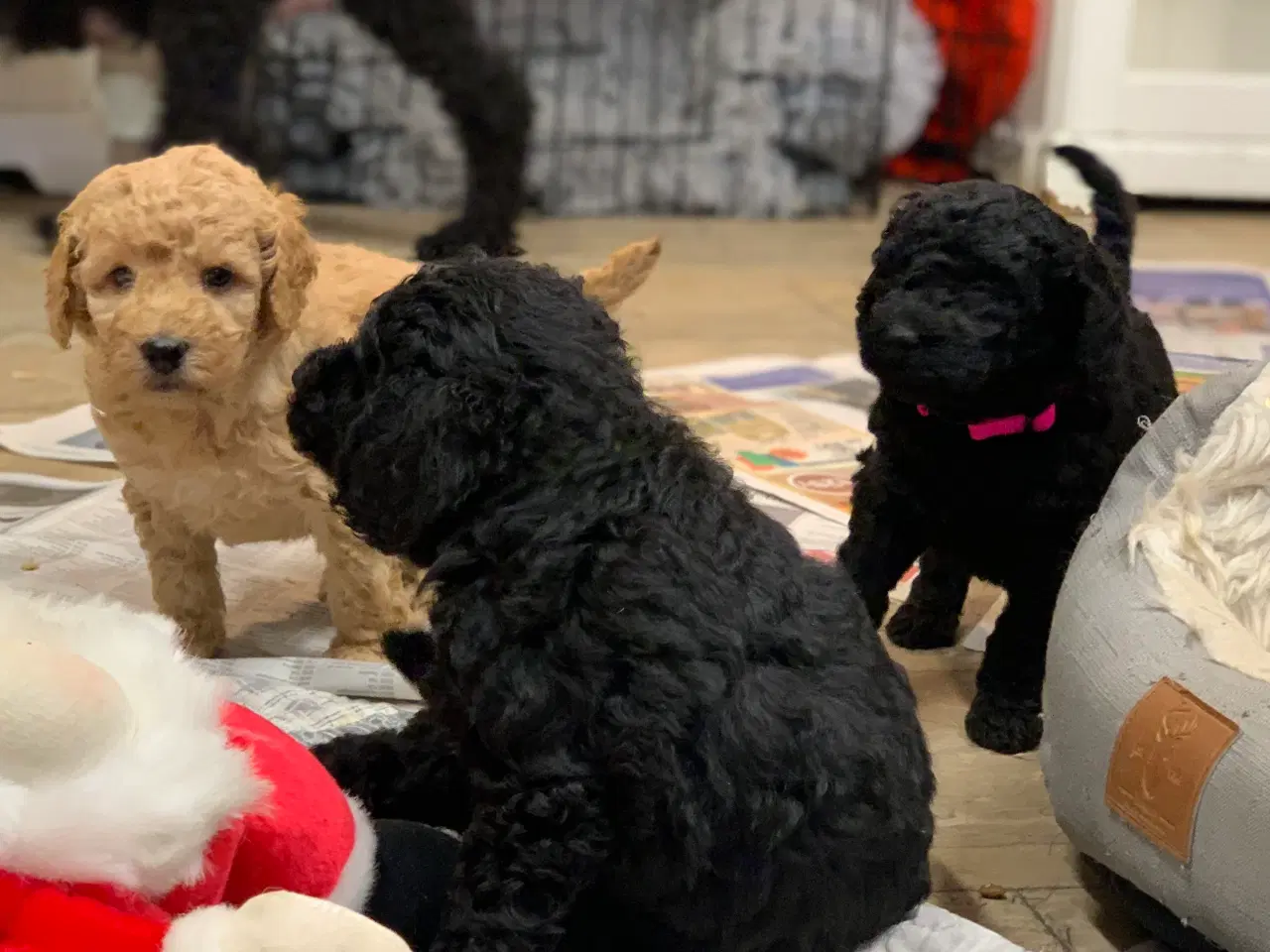 Billede 10 - De skønneste Golden Doodle F1B babyer