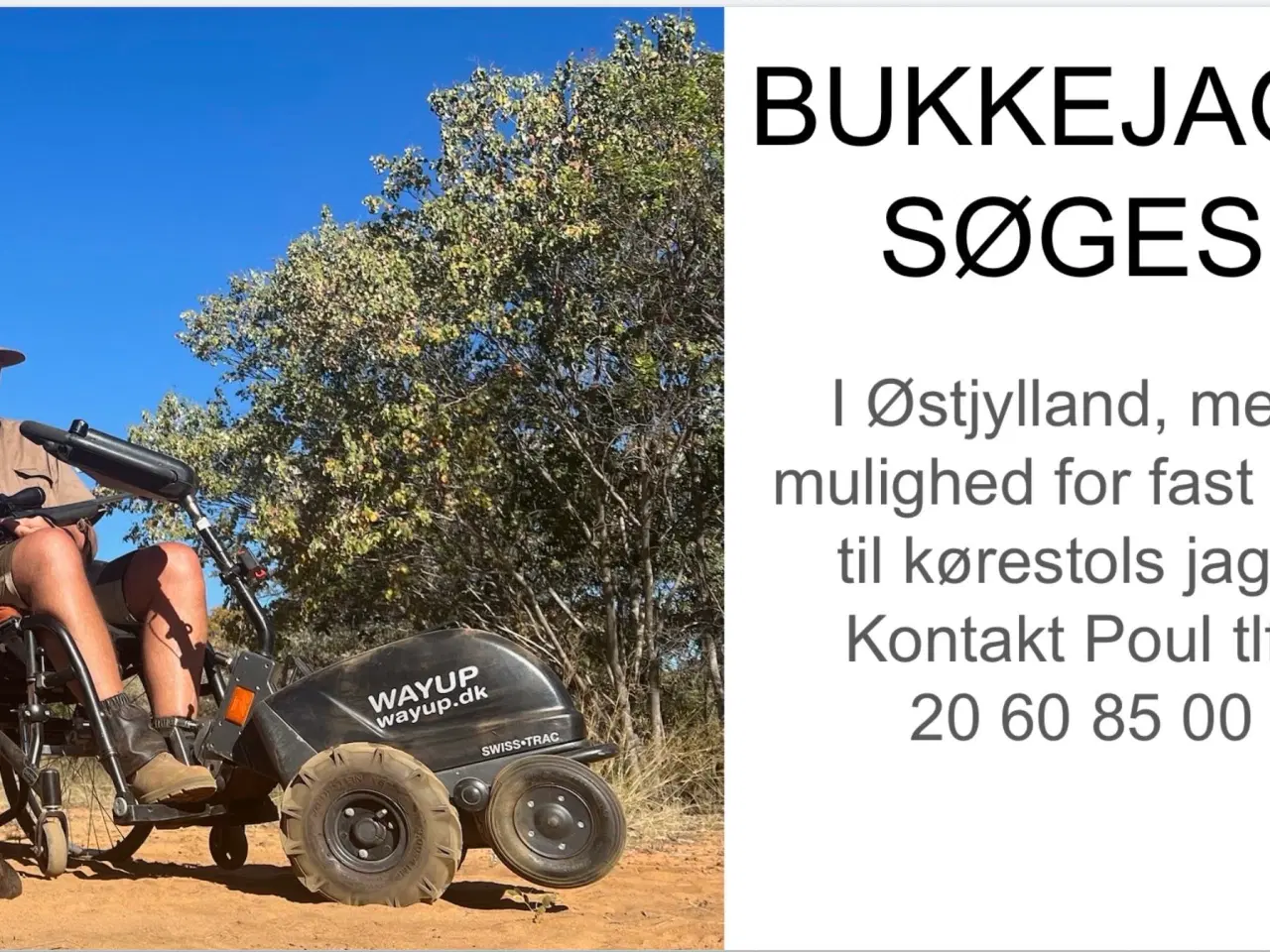 Billede 1 - BUKKEJAGT søges Østjylland 