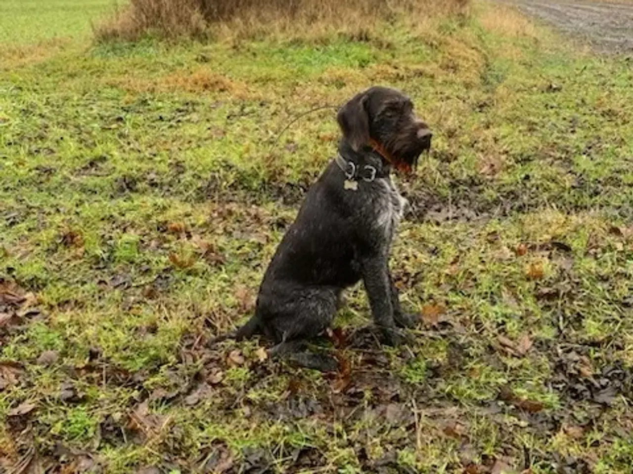 Billede 3 - Ruhåret hønsehunde hvalpe