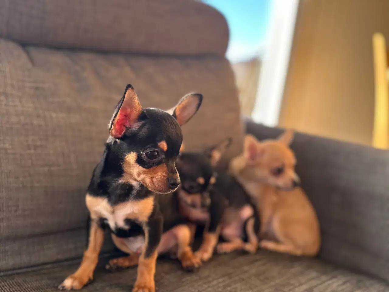 Billede 2 - Chihuahua hvalpe søger et kærligt hjem