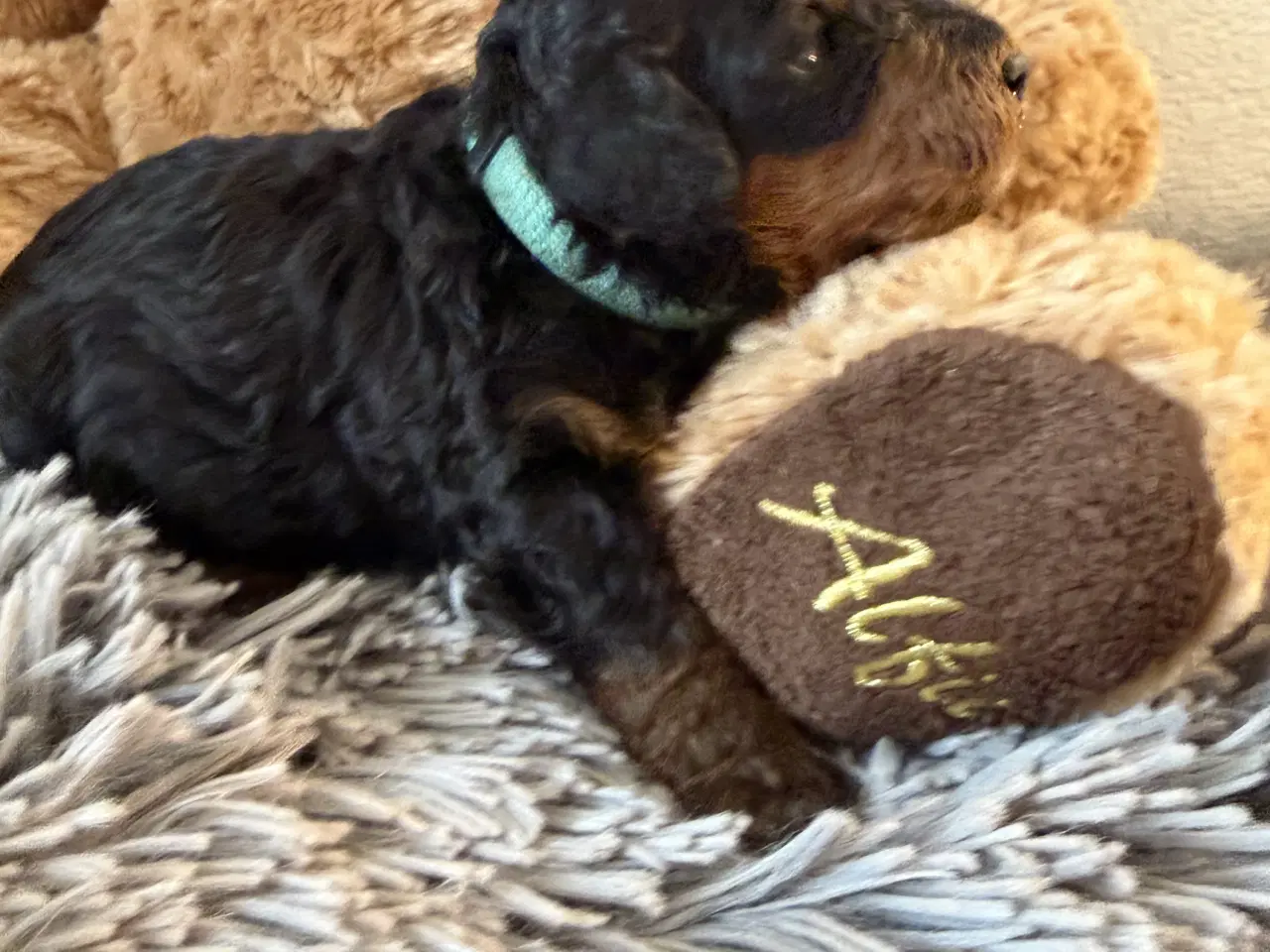 Billede 6 - Cavapoo  slut Maj 