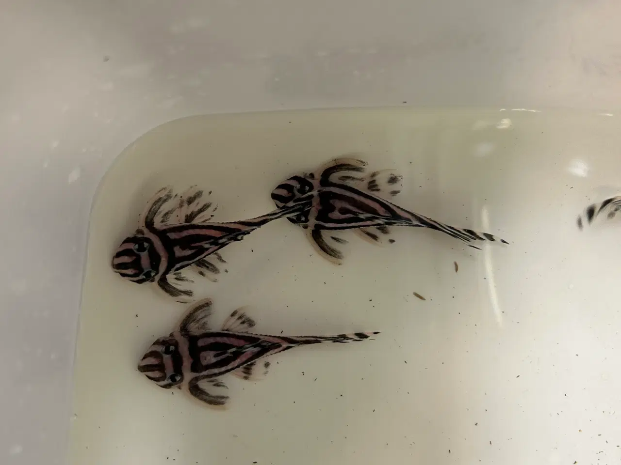 Billede 3 - L46 Hypancistrus Zebra