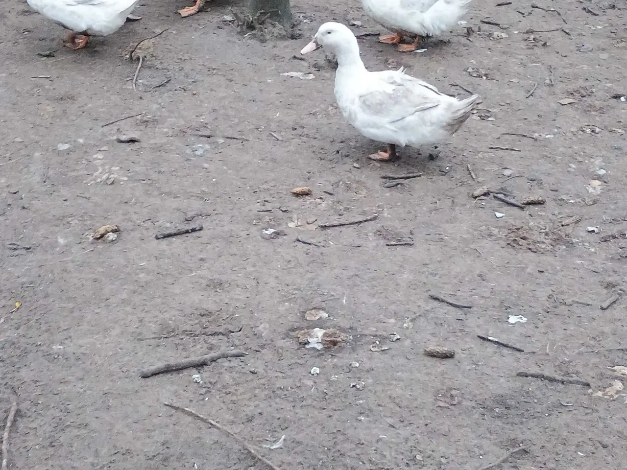 Billede 1 - 1,3 hvide landænder
