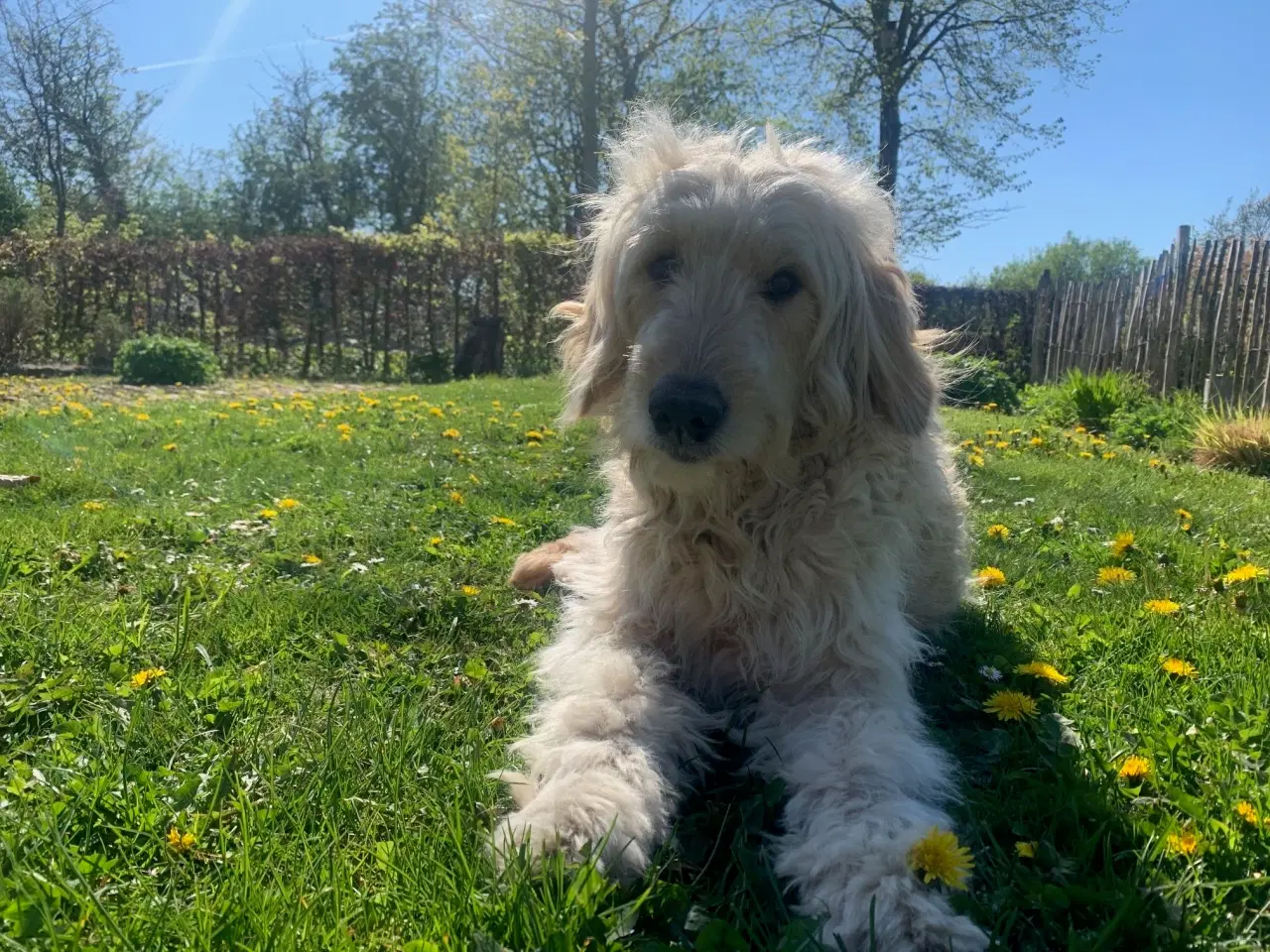 Billede 5 - Allergivenlige goldendoodles hvalpe