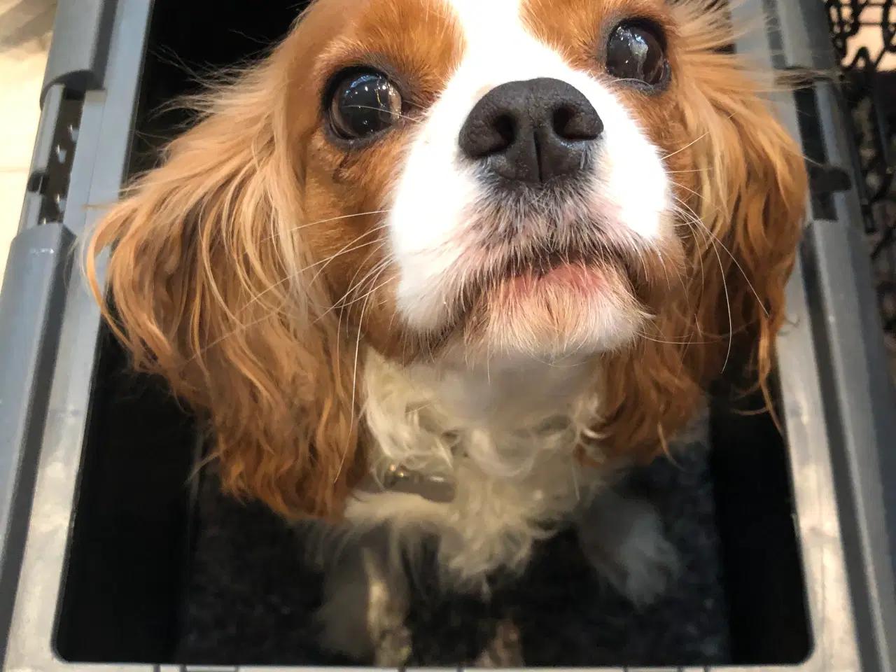 Billede 1 - Cavalier King Charles spaniel