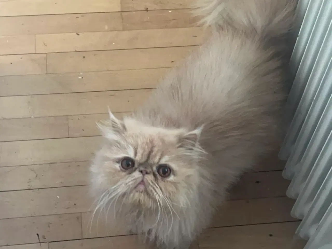 Billede 4 - De to kærligeste perserdrenge søger nye madslave❤️