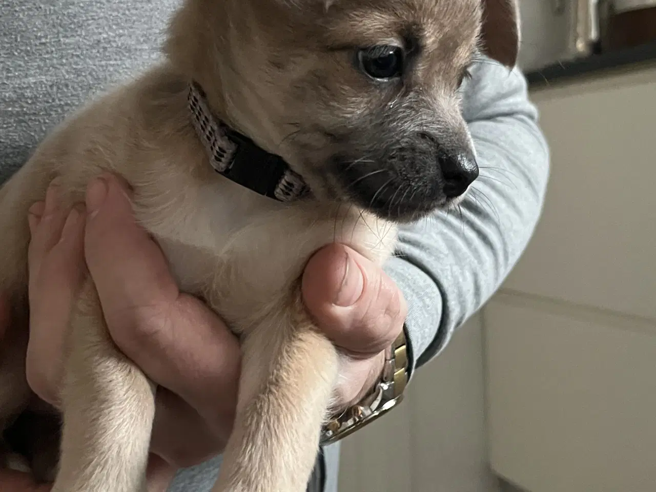 Billede 13 - Kærlighed og Charme: Skønne Pomchi-Hvalpe