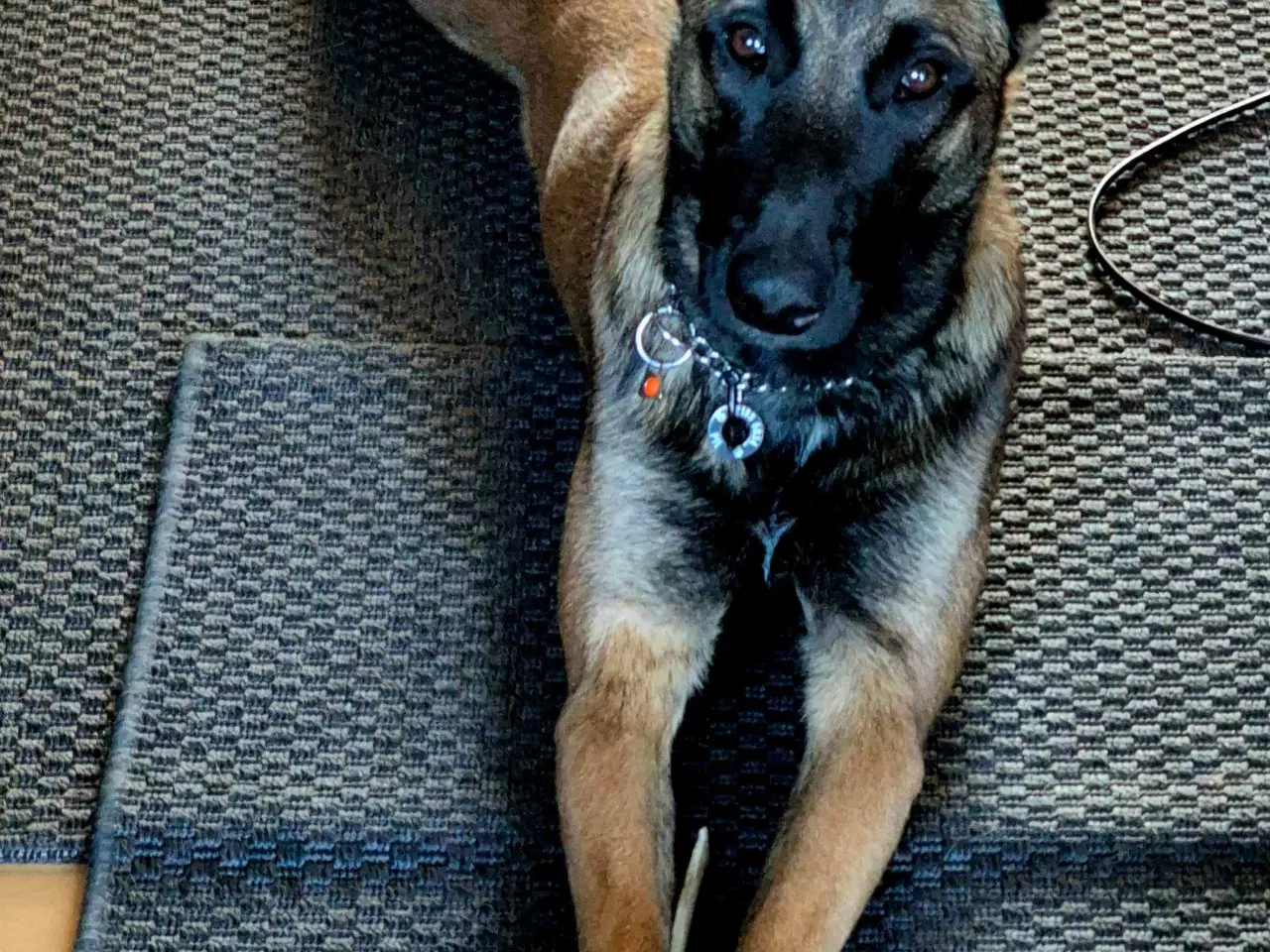 Billede 4 - Malinois Tæve Frisk og Frejdig