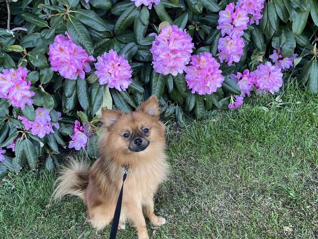 Billede 3 - Eddie søger sit sidste og kærlige hjem 🐶🥰