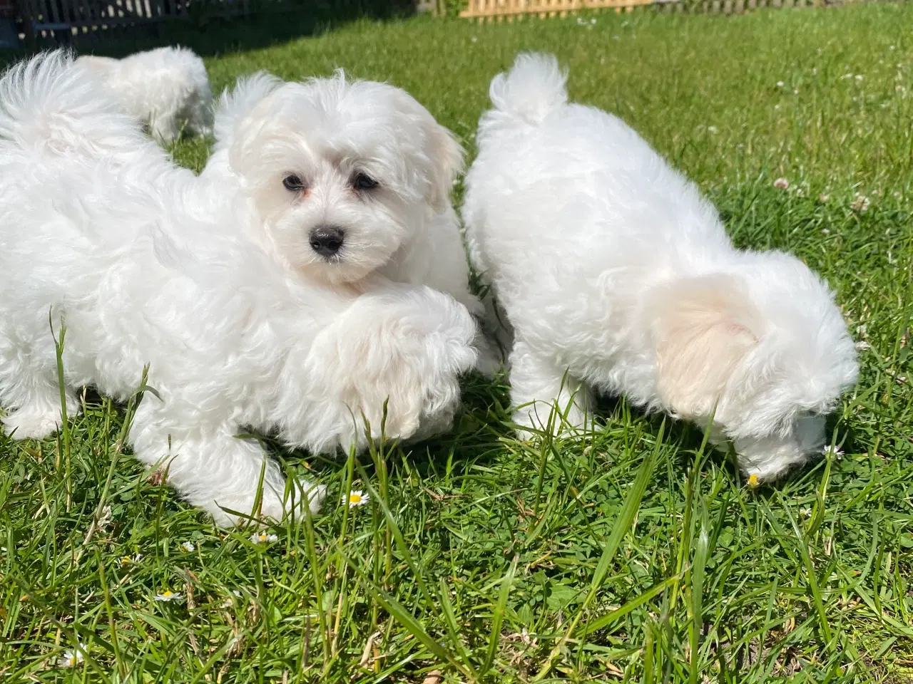 Billede 6 - Malteser hvalpe 🐶