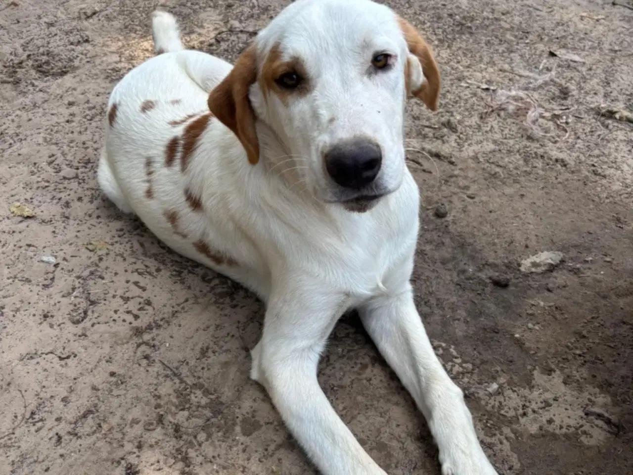 Billede 6 - Smukkeste Falki søger sit helt eget hjem