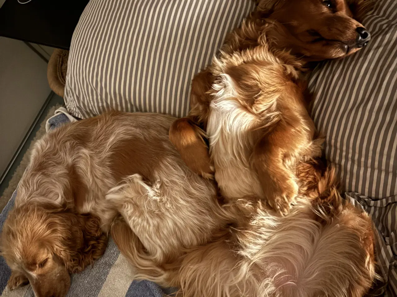 Billede 15 - Til parring - IKKE salg 