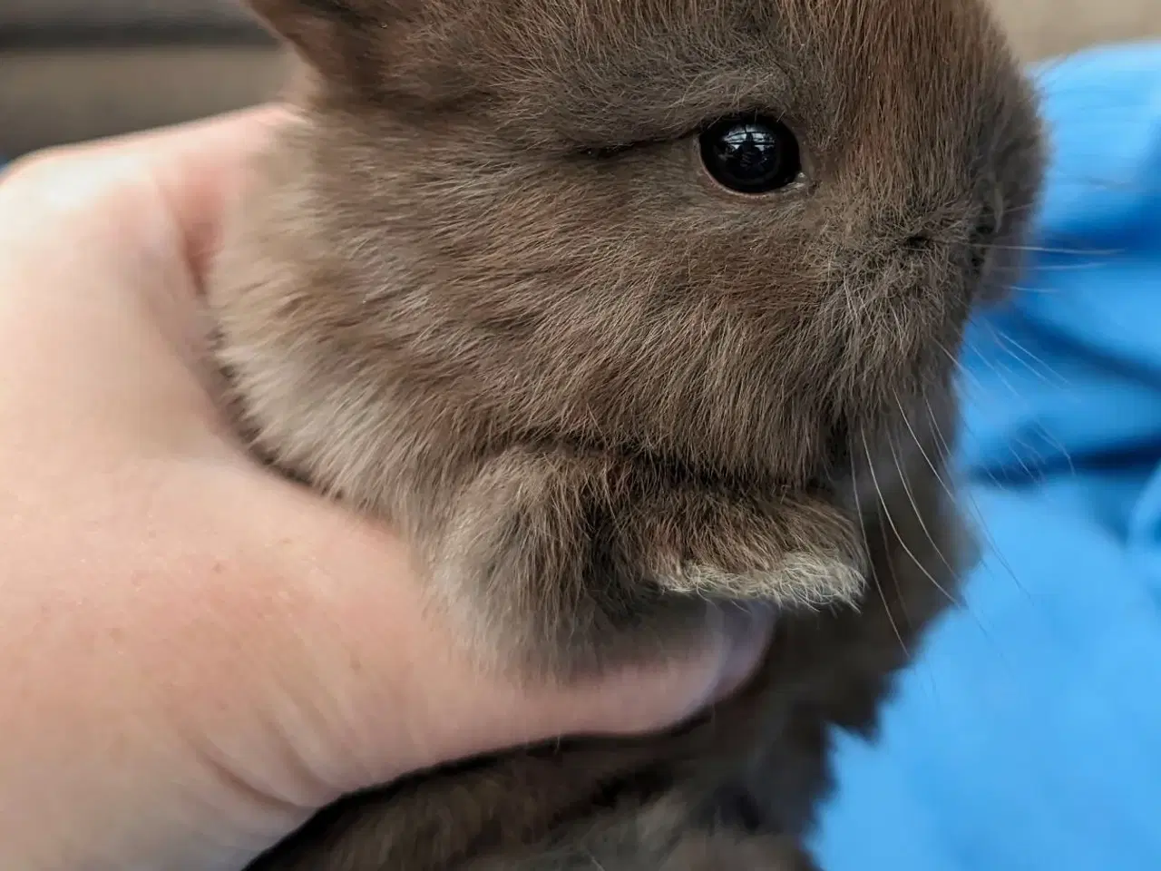 Billede 3 - Hermelin/minilop kaninunge