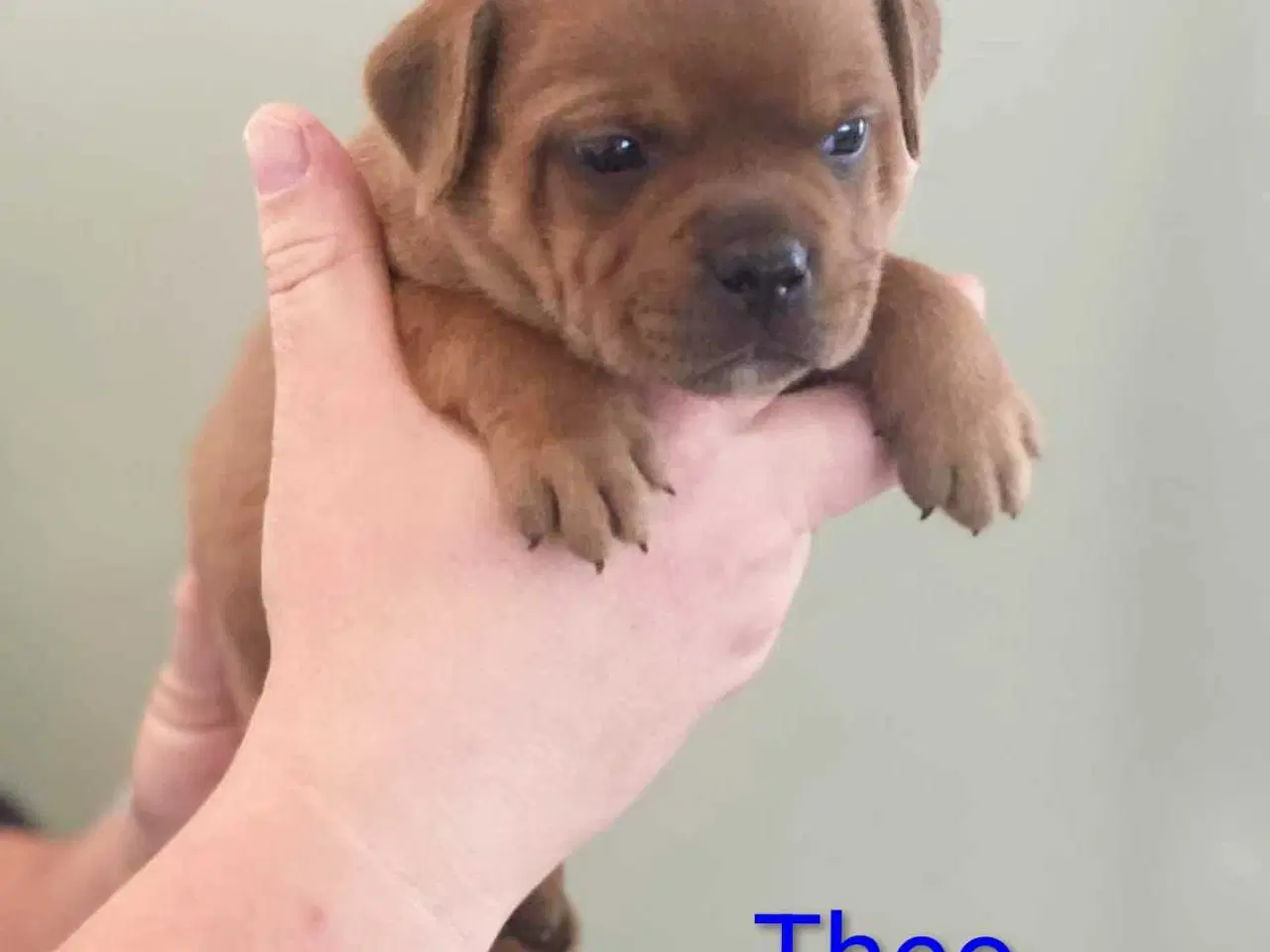 Billede 6 - Smukke Staffordshire Bull Terrier hvalpe DKK 