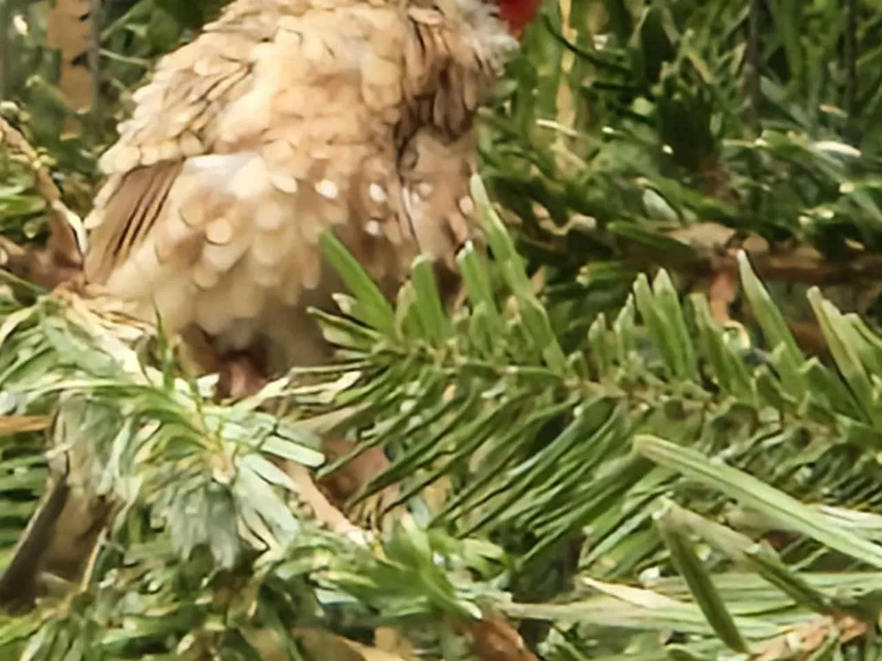 Billede 1 - Båndfinke