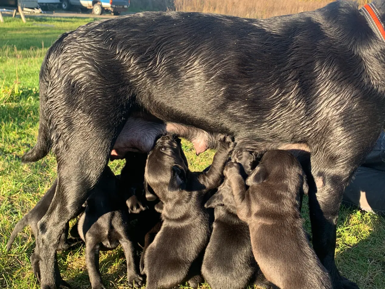 Billede 1 - Labrador hvalpe klar til nyt hjem 13/12