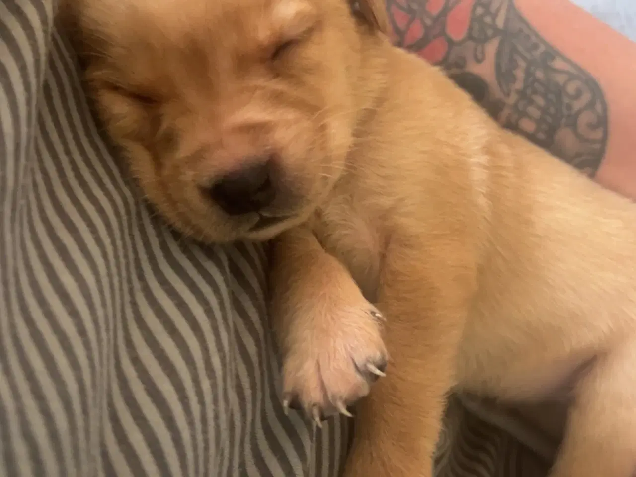 Billede 5 - Gule labrador hvalpe søger nyt hjem