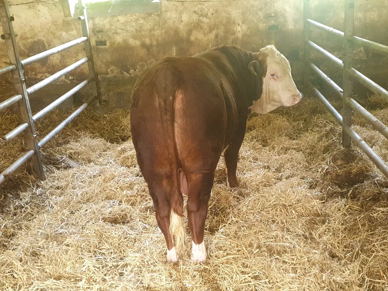 Billede 4 - Herefordtyr Sælges
