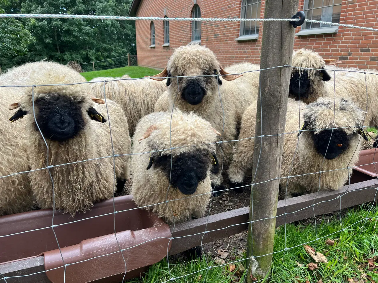 Billede 1 - Valais Blacknose 