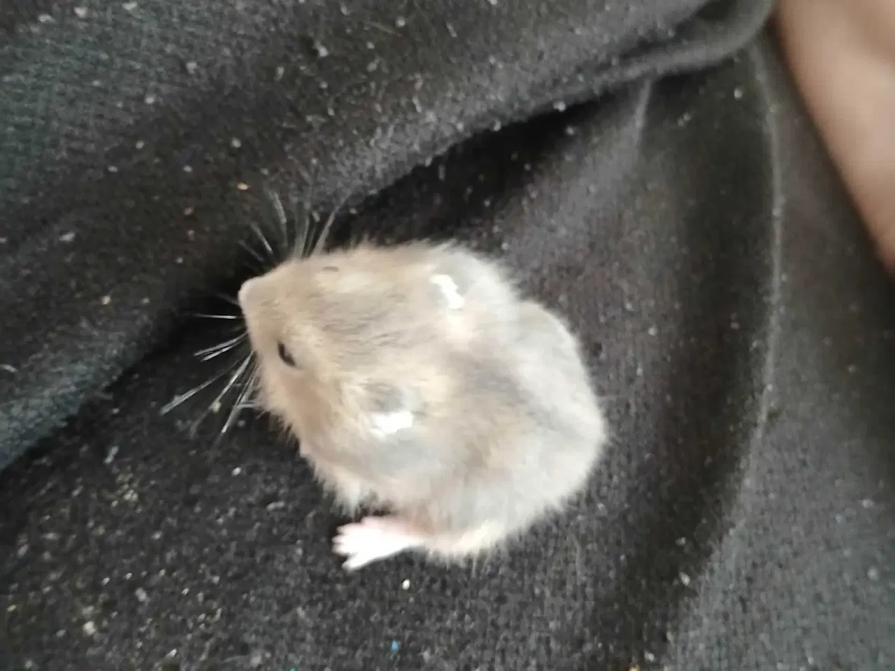 Billede 11 - Dværghamster unger 