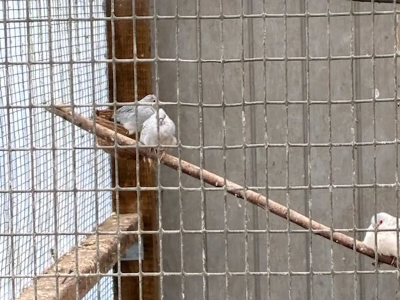 Billede 5 - Diamant duer i ude voliere