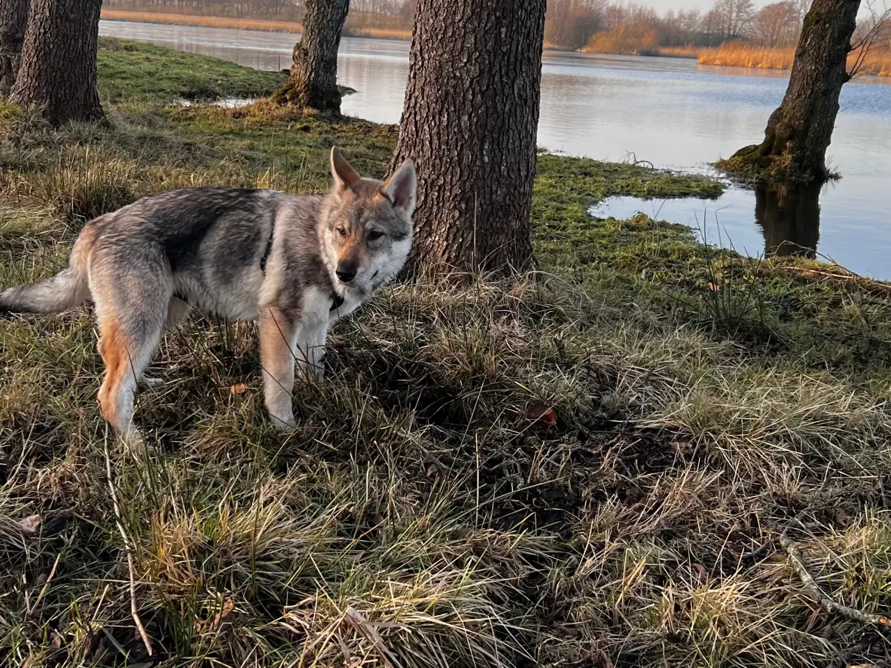 Billede 3 - tjekkoslovakisk ulvehund timberdog/tamaskan