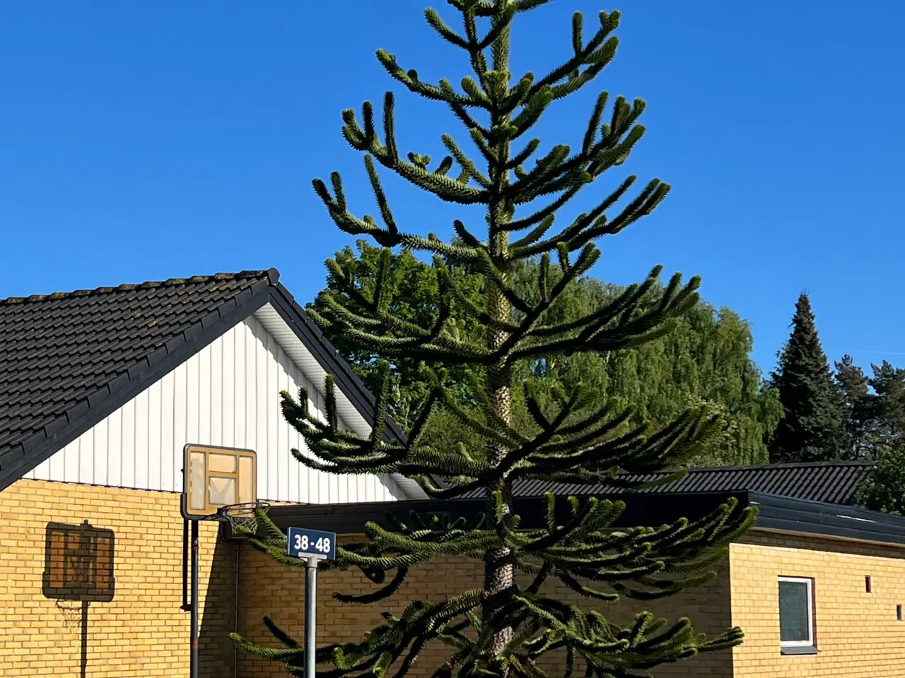 Billede 3 - Abetræ- Monkey puzzle tree