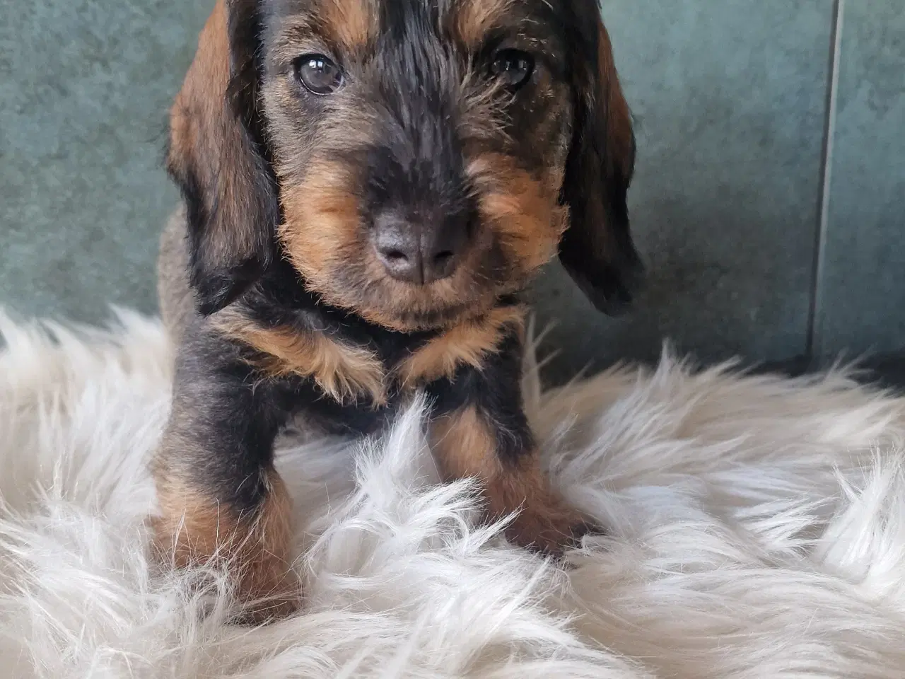 Billede 1 - Ruhårdet vildfarvet standard gravhunde 