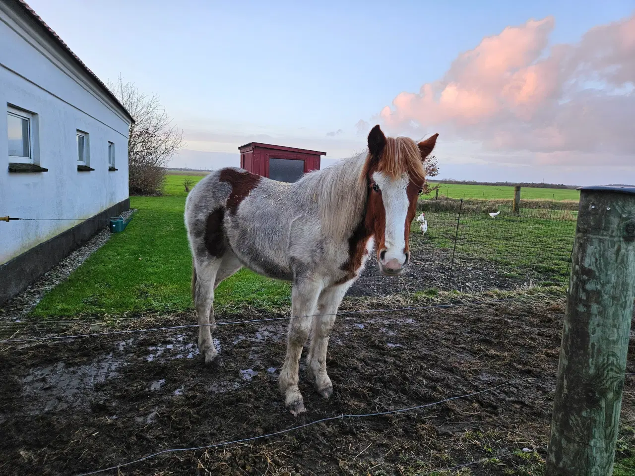 Billede 10 - Flot blanding på god størrelse 