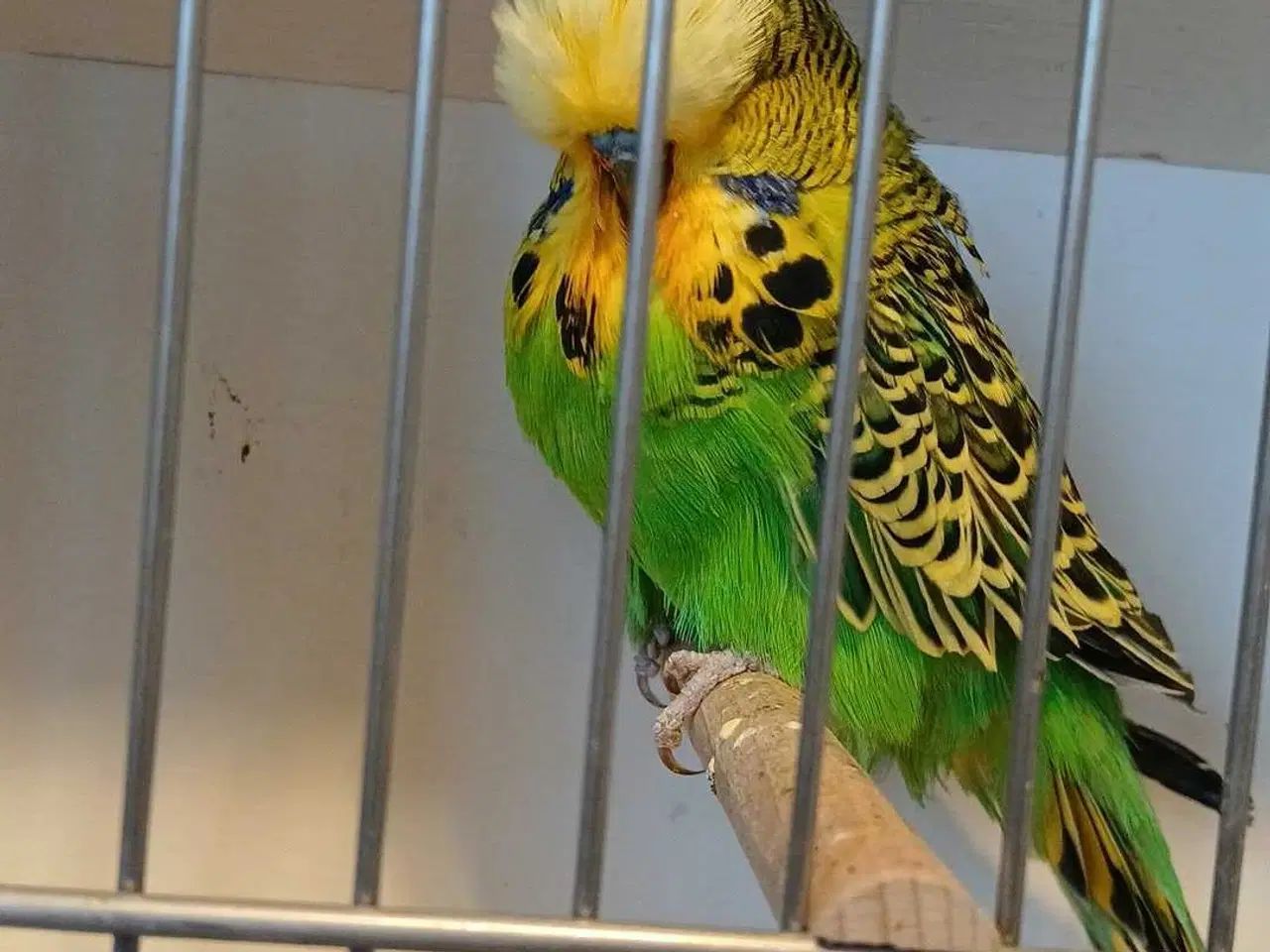 Billede 5 - Engelske undulater 