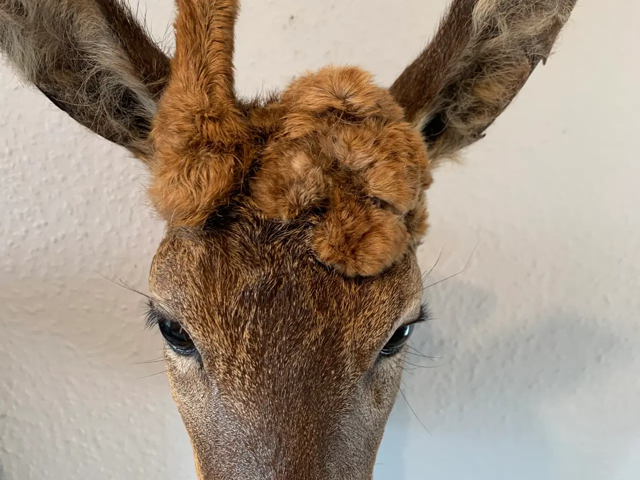 Billede 4 - Parykbuk skuldermonteret