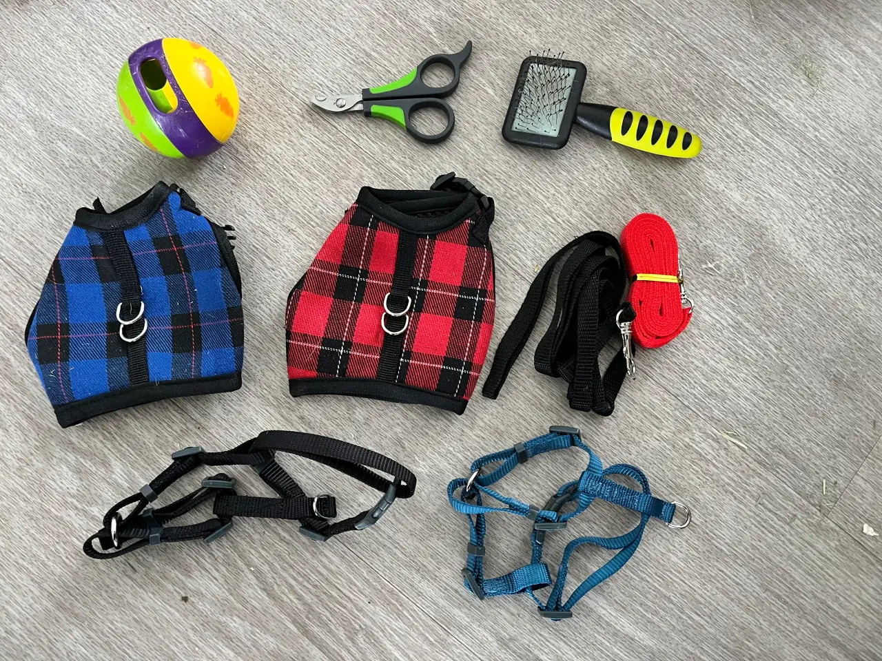 Billede 10 - To hun maresvin sælges med bur og alt tilbehør 