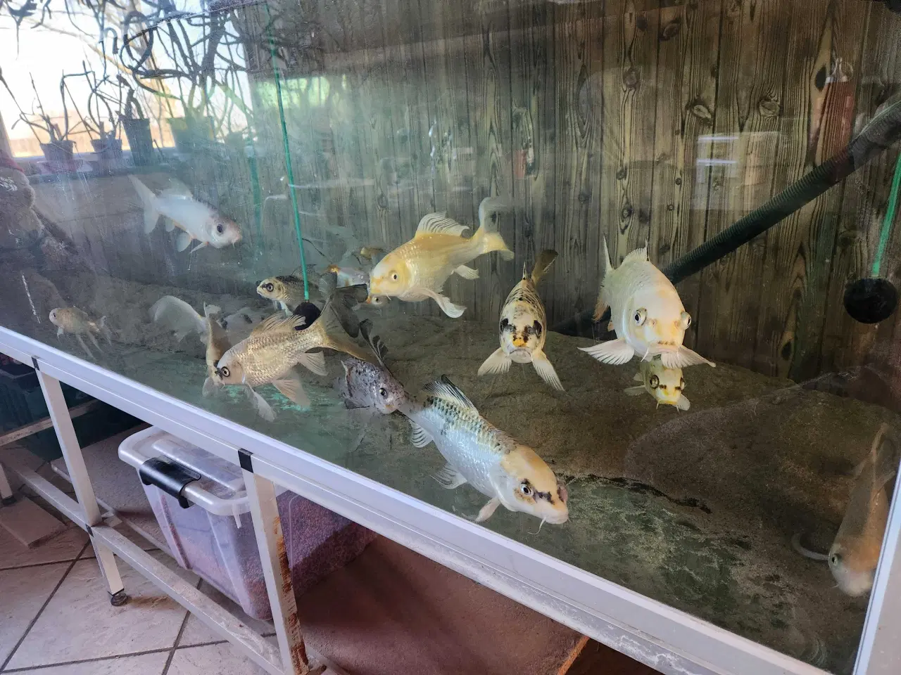 Billede 4 - Koi Koier  Karper  Boddy  Flies  Slør Haler.  M.m 