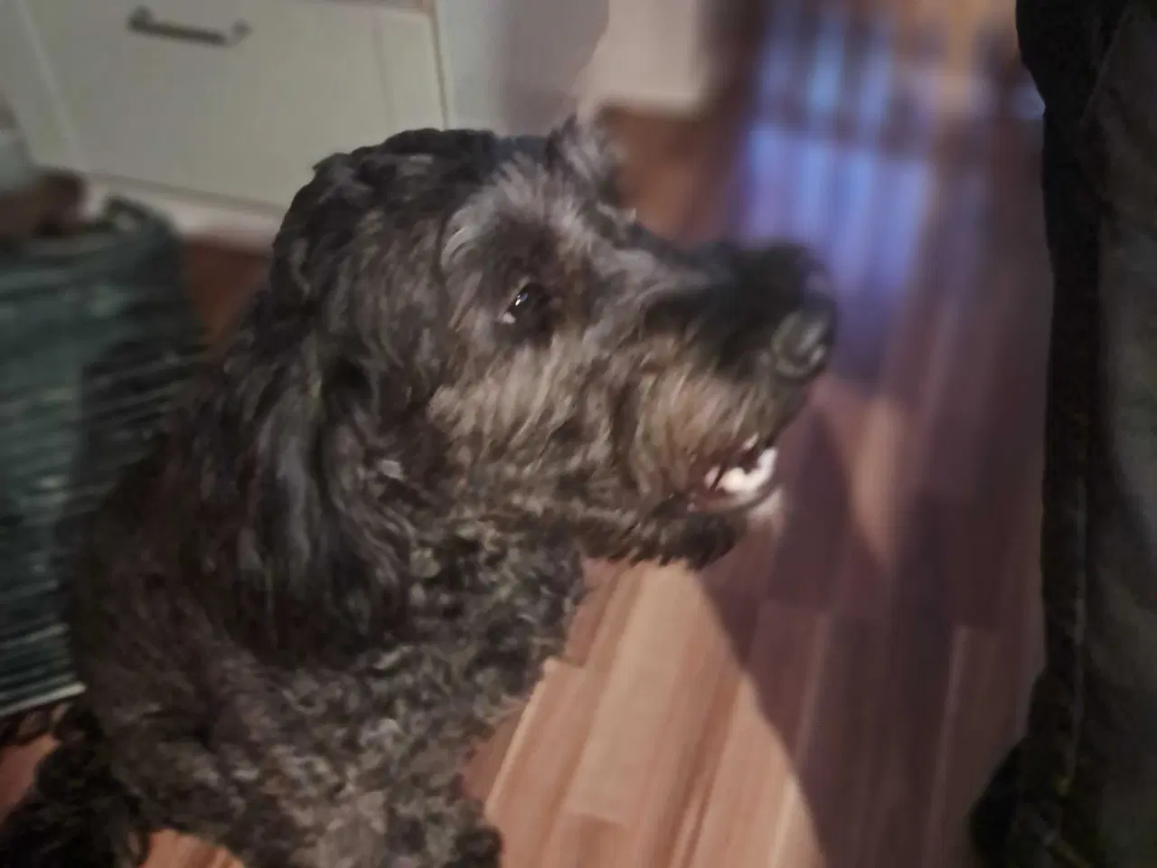 Billede 8 - Dejlig krøllet sort hanhvalp gooldendoodle 