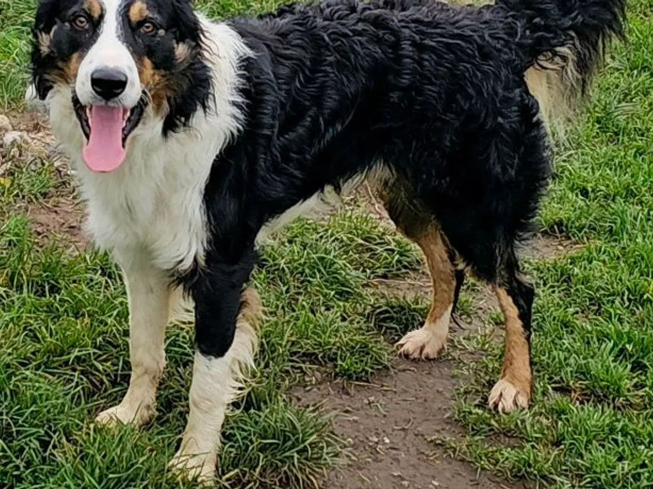 Billede 11 - Vidunderlig Border collie hvalp
