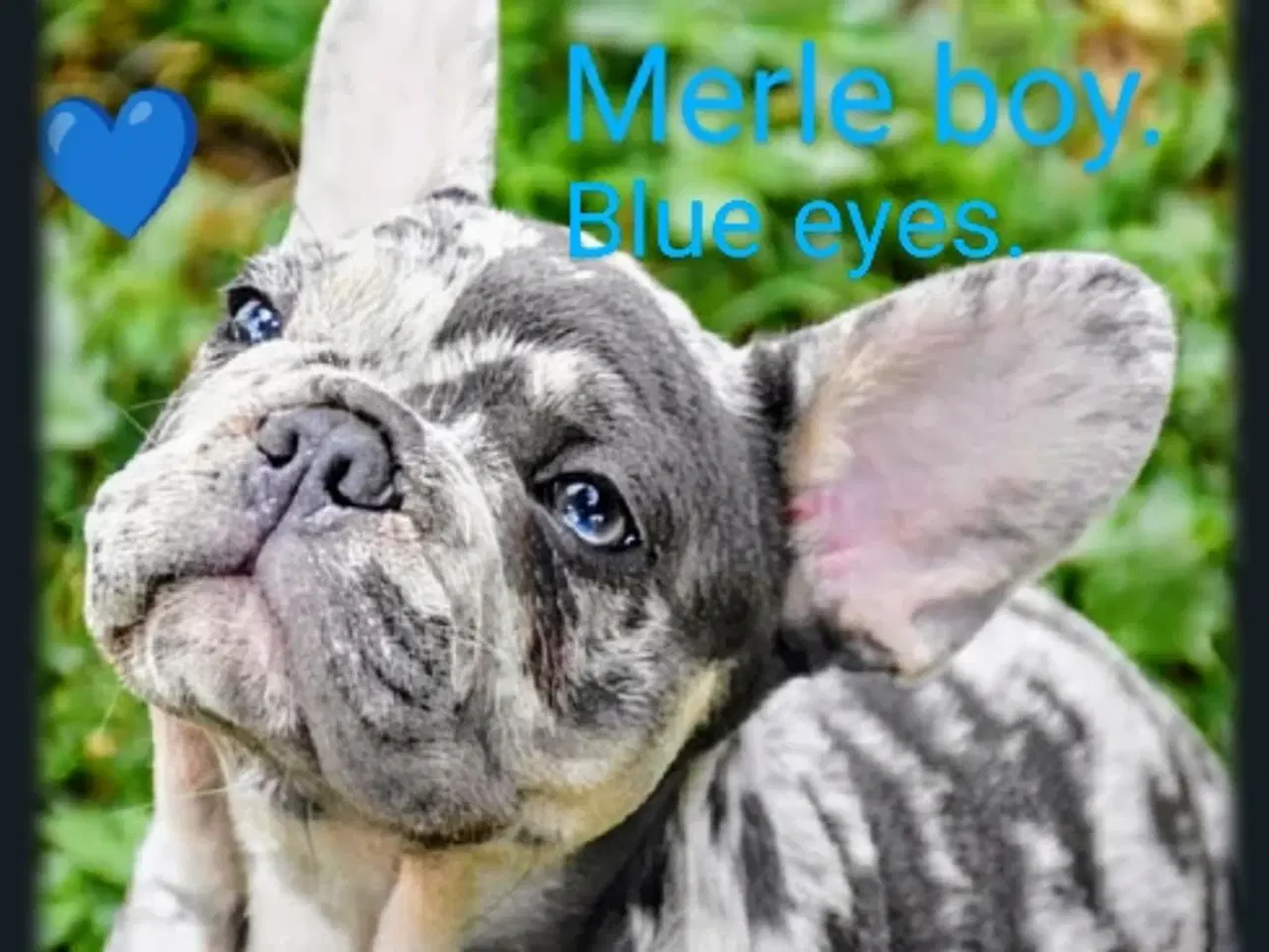 Billede 8 - Fransk bulldog hvalpe.
