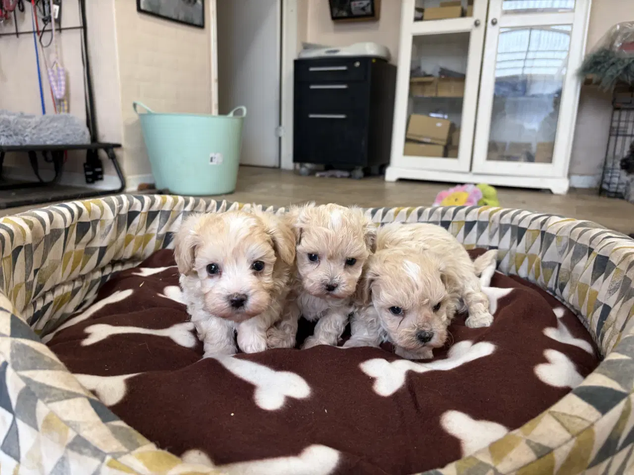 Billede 12 - Mini Maltipoo babyer 