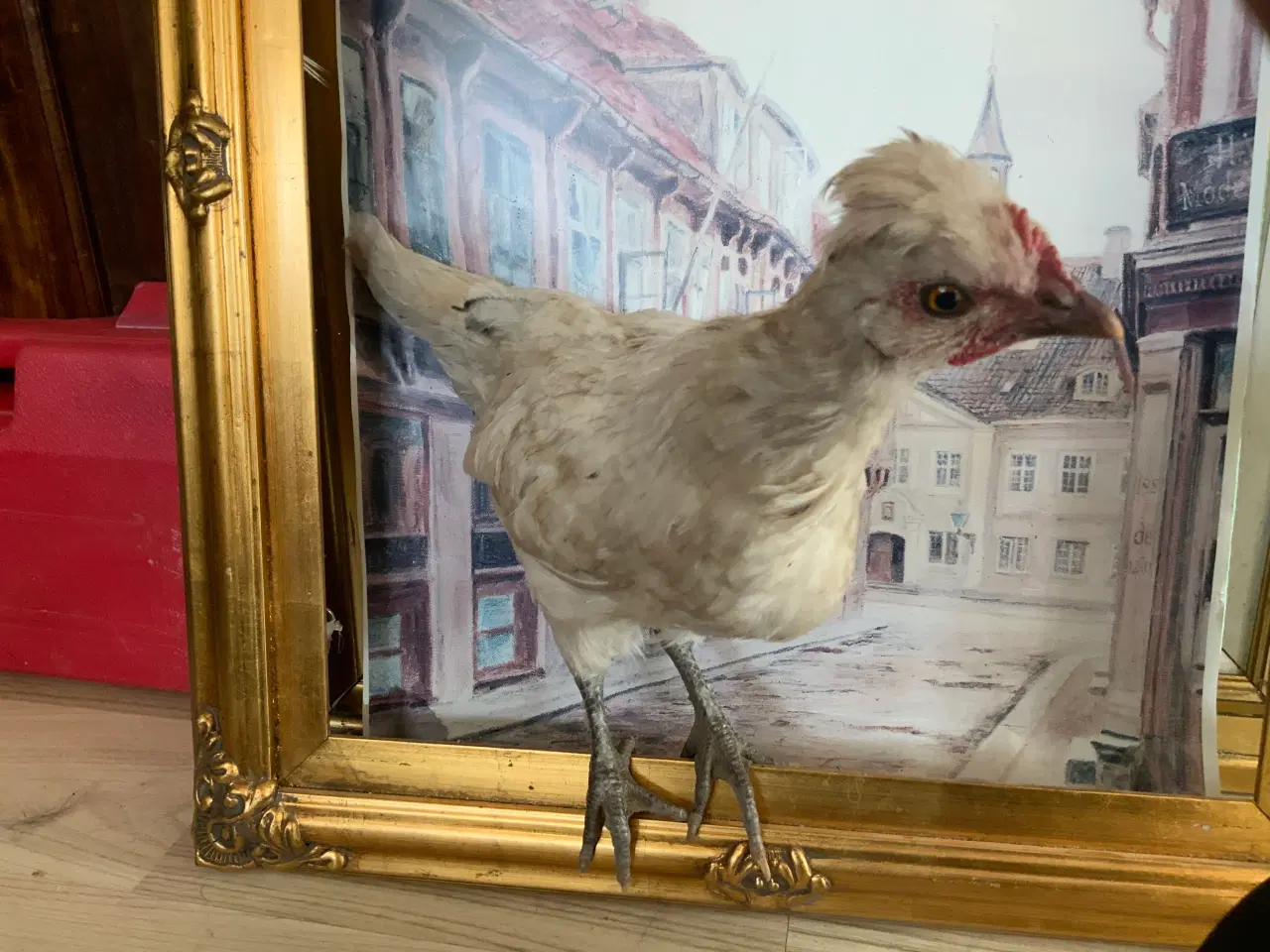 Billede 8 -  Niels Ebbesen på fremmarch som blandings hane