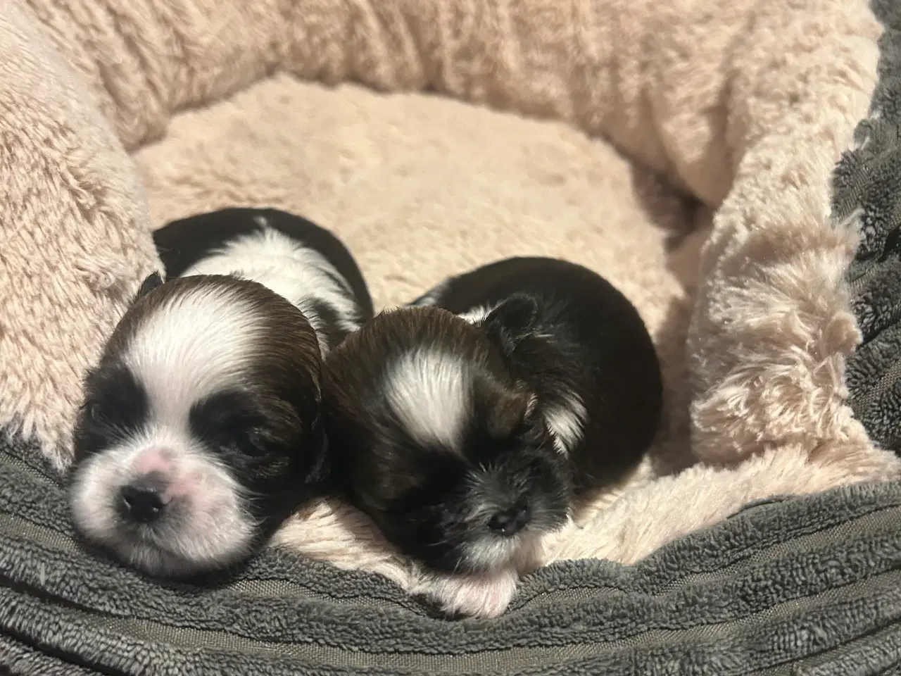 Billede 2 - Shih tzu hvalpe 