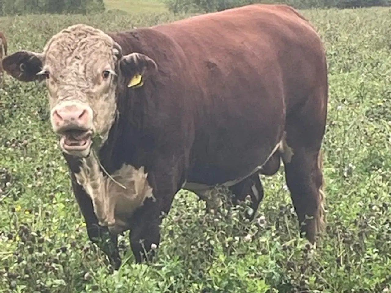 Billede 4 - Hereford avls tyr