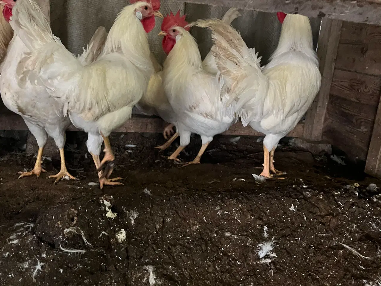 Billede 2 - Hvid italiener