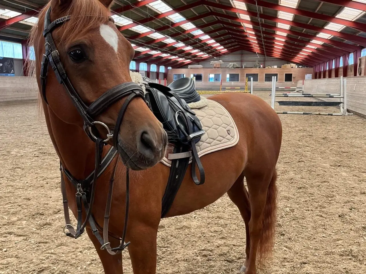 Billede 4 - 6 års allround araber vallak 