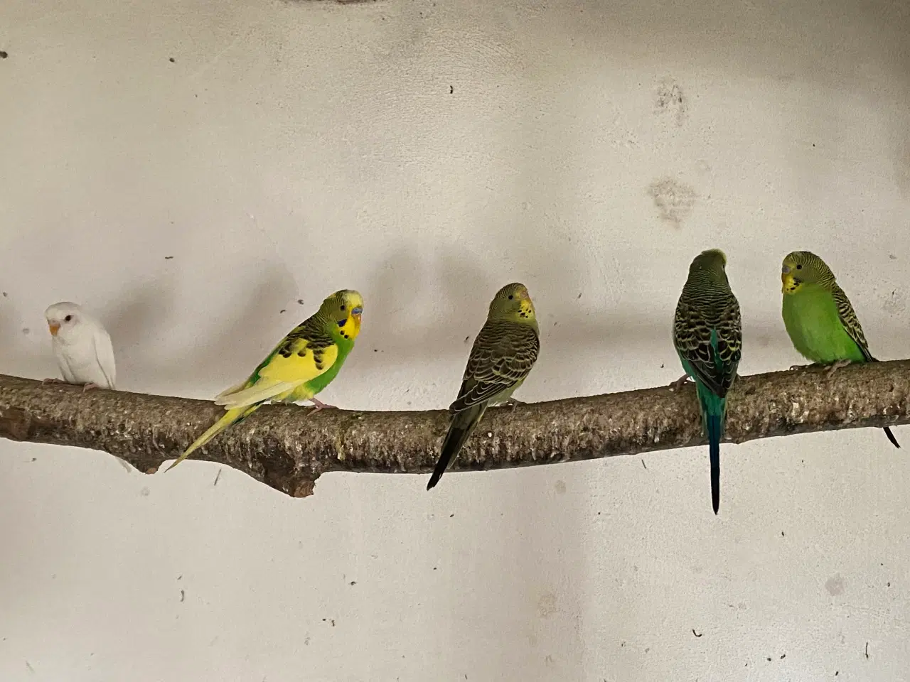 Billede 2 - Undulater fra 2025