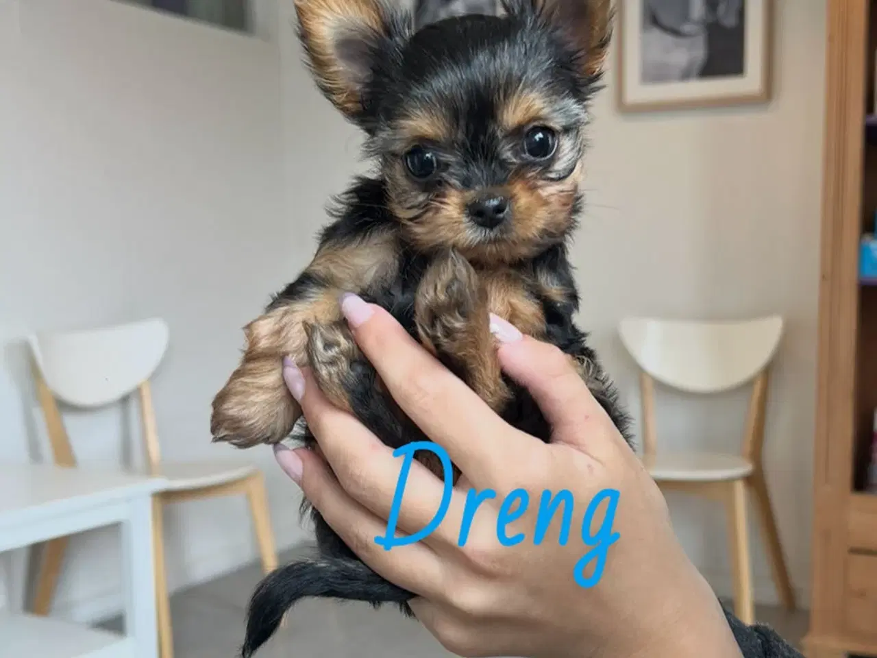 Billede 18 - Yorkshire terrier/Chihuahua