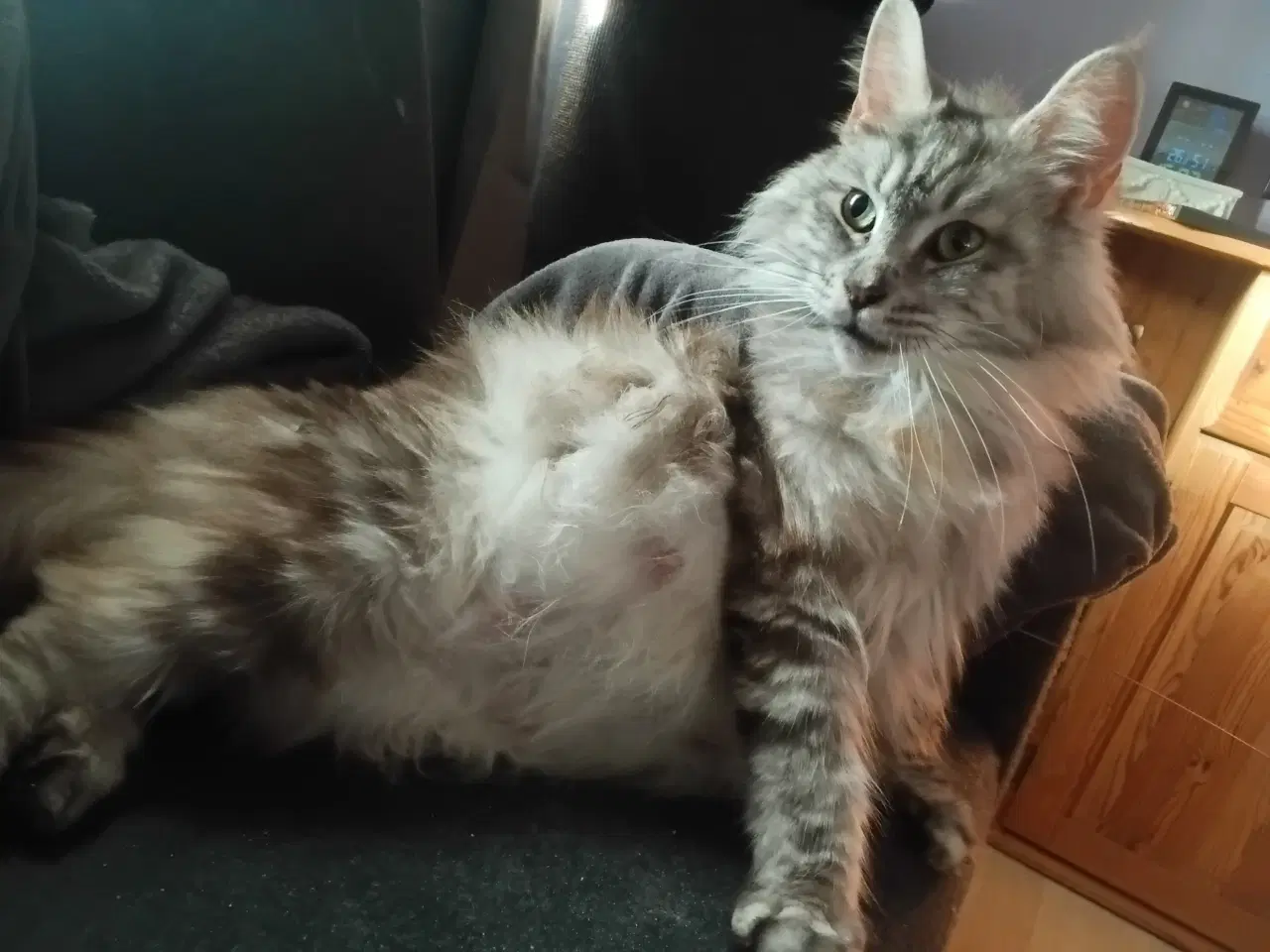 Billede 7 - Smukke maine coons