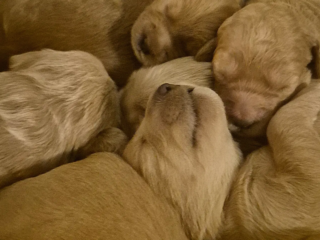 Billede 5 - Mellem doodle hvalpe 