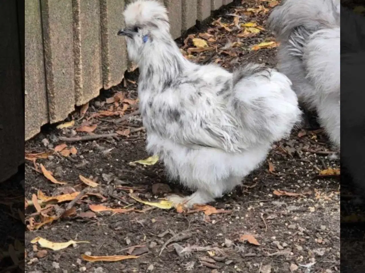 Billede 18 - Kyllinger silkehøns 