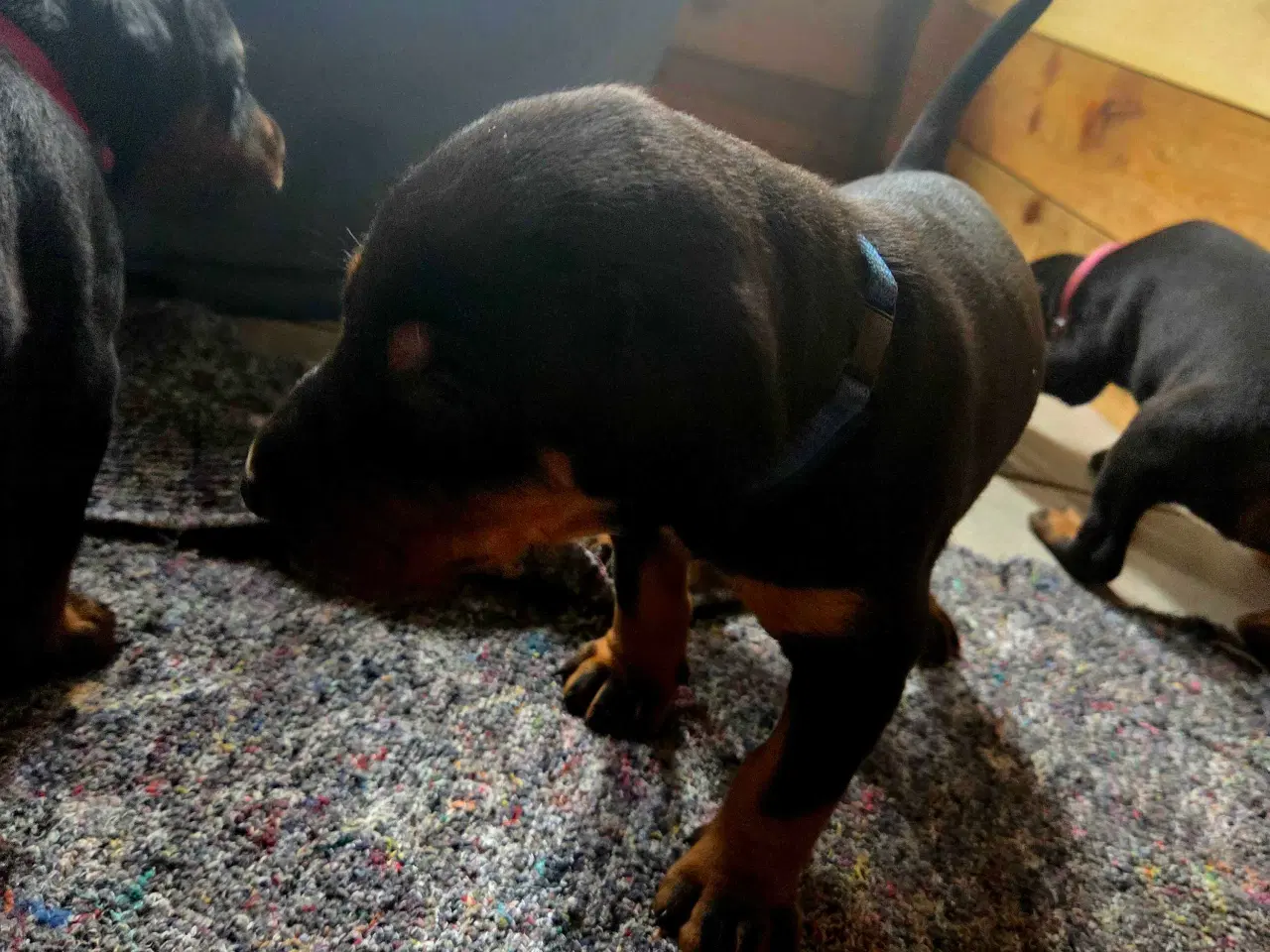 Billede 16 - Dobermann hvalpe